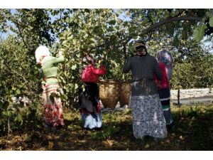 Trabzon’da Sahil Kesiminde Fındık Hasadı Başladı