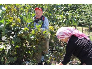Giresun’da Fındık Hasadı Başladı