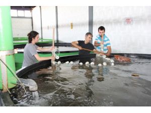 Su Ürünlerinde Yetiştiricilik Hızla Önem Kazanıyor