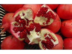 İlk Nar Hasadı Yapıldı