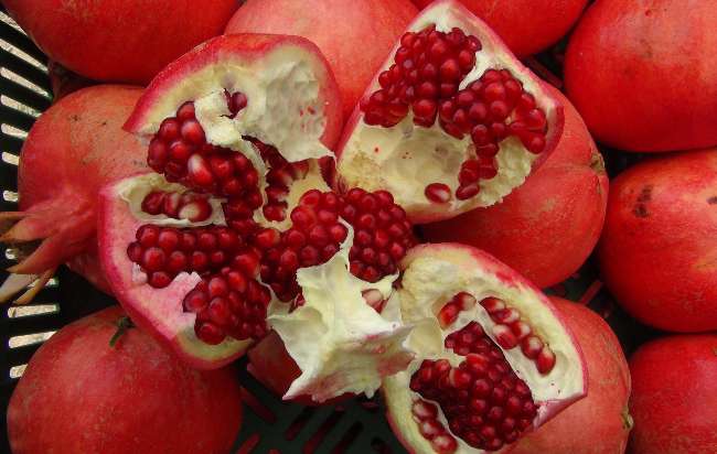 İlk Nar Hasadı Yapıldı