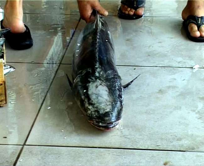 Türk Sularında İlk Kez Görüldü