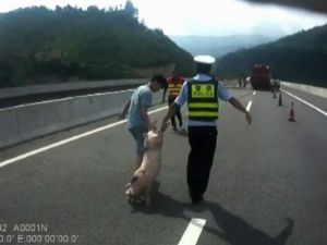 Polis Otoyolda Domuz Kovaladı