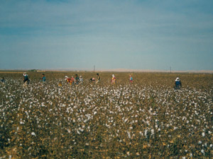 Pamuk Rekoltesinde Artış Bekleniyor Ama!