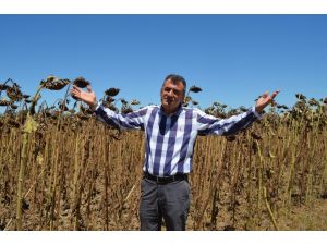 Ayçiçeği Fiyatı Üreticiyi Üzdü