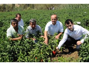 Islah Edilen Karaisalı Biberinin Verimi 2 Kat Arttı