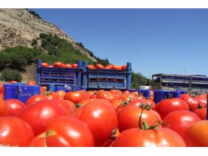 Tarlada 20 Kuruş, Markette 2 Lira