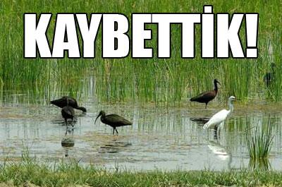 Türkiye sulak alanlarının yarısını kaybetti 