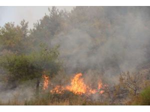 Araç Yangını Ormana Sıçradı
