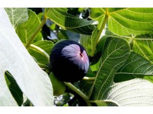 Kraliçe Kate’nin Şifası Siyah İncirin Hasadına Başlandı