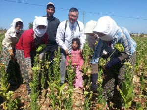 Chpli Keskin, Tütün Tarlalarında Üreticileri Dinledi