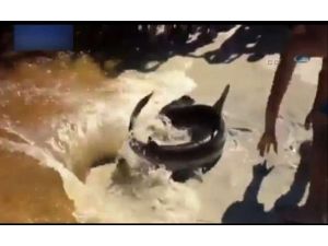 Köpek Balığı Kumsalda Doğum Yaptı