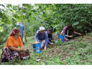 Fındıkta Kampanya Etkili Oldu