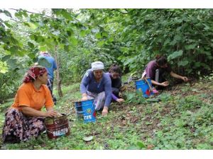 Üretici Fındığı Daldan Değil Yerden Topluyor