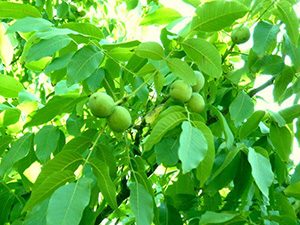 Ceviz Yüzünden Canından Oldu