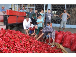 Bafra Üretiyor, Türkiye, Avrupa Ve Gürcistan Tüketiyor