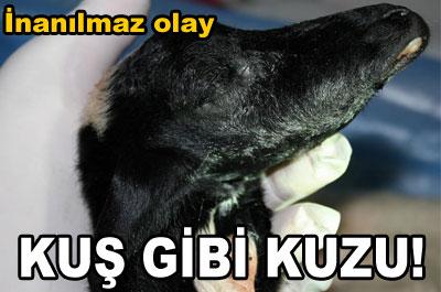 Ağzı kuş gagasına benzeyen kuzu şaşırttı 