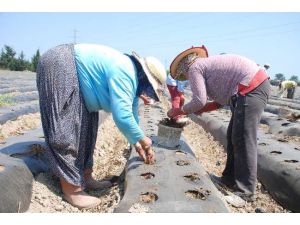 Çilek Üretimine ’’maliyet’’ Engeli