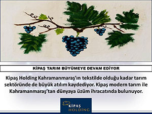 Kipaş’ta Üzüm Hasadı Başladı’’