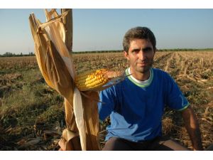 Mısır Üreticisine Randevulu Sistem Engeli