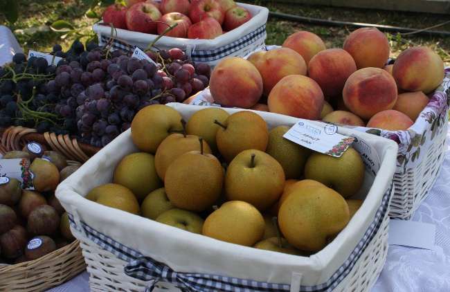 Dünyanın Meyve Ambarı Türkiye