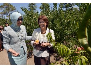 (Düzeltme) Cumhurbaşkanı Gülün Eşi Hayrünnisa Gül, Slovakya Cumhurbaşkanının Eşine Köşkün Bahçesini Gezdirdi