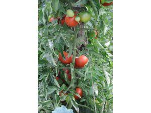 Tokat Domatesi 30 Kuruş