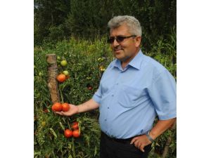 Tarlada Domates Ne Kadar?