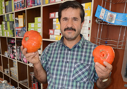 1,5 Kiloluk Domates Şaşırttı