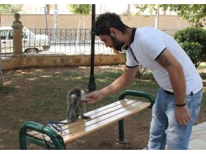 Kola İçen Ve Çekirdek Yiyen Maymun