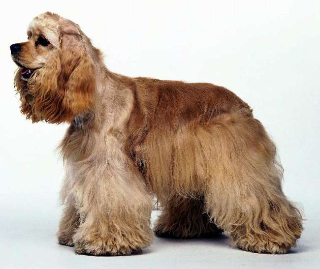 Köpeğin Kaburgasından Öyle Bir Şey Çıktı Ki...