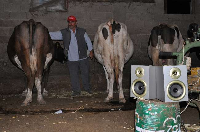 İneklere Zeki Müren Dopingi