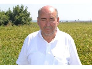 Çeltik Üreticisi Tedirgin