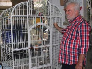 Araba Fiyatına Papağan