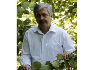 Karadeniz:fındık Yok Olma Tehlikesi İle Karşı Karşıya