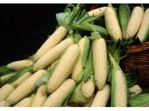 Omü Deneme Şeker Mısırı Üretimi Yapıyor