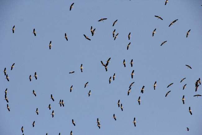 Havada Görsel Şölen Var