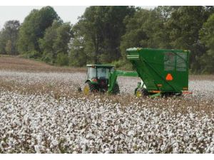 Pamukta Üretiminde Artış Bekliyoruz