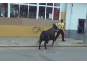 Kızgın Boğa Sarhoş Adama Böyle Saldırdı