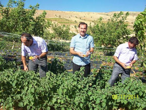 Çağlayancerit’te ‘Altın Çilek’ Yetiştirildi