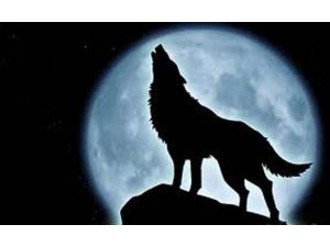 Kurtlar Neden Ulur ?