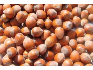 Fındık Üreticisine İyi Haber