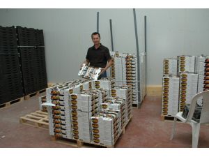 Siyah İncir İhracatında Sona Gelindi