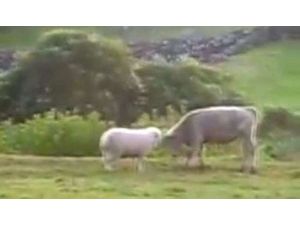 Koyundan Boğaya Toslama Dersi