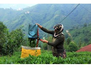 Çay Üreticilerine Fark Ödemesi
