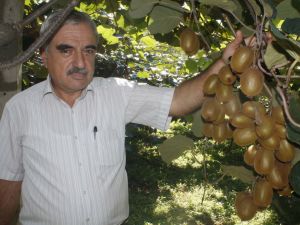 ”destek Verilirse, Türkiye’nin Kivi İhtiyacını Karşılarız”