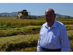 Çeltik Diyarında Hasat Başladı