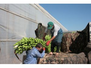 Alanyada Muz Hasadı Başladı