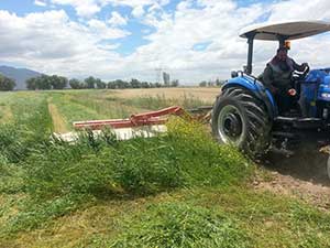 İkinci Ürün Yem Bitkisinde Başarıya Ulaşıldı