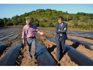 Karadeniz’in En Büyük Çilek Tarlası Ordu’ya Kuruluyor